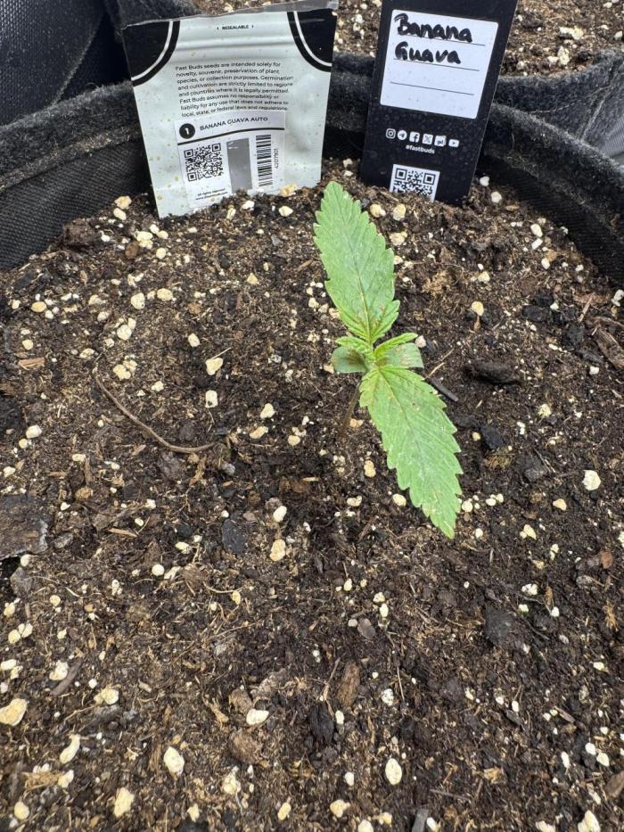 Banana Guava. Week 1