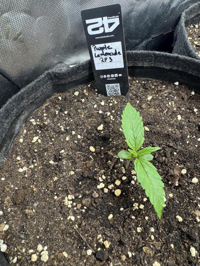 Purple Lemonade RF3. Week 1