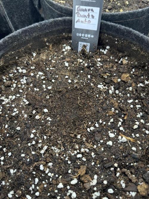 Guava Runtz. Week 0