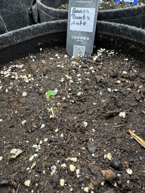 Guava Runtz. Week 0