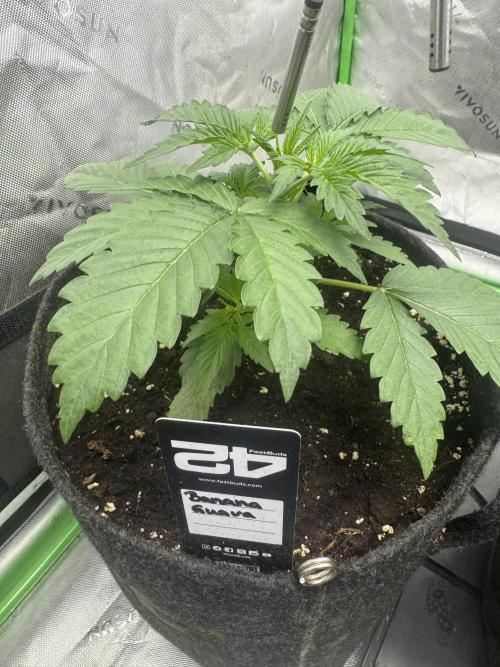 Banana Guava. Week 2