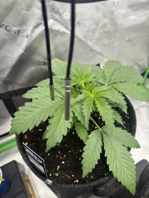 Banana Guava. Week 2