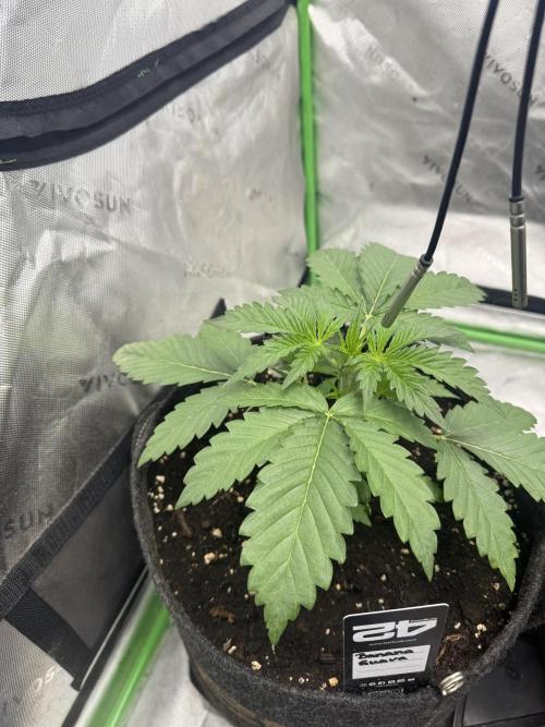 Banana Guava Auto. Week 2