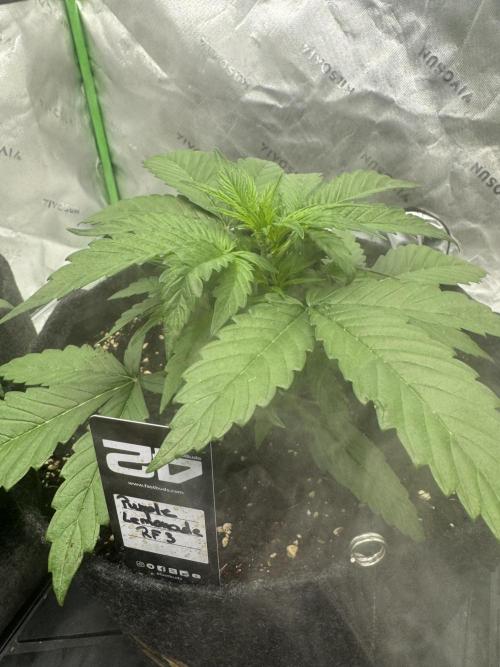 Purple Lemonade RF3. Week 2