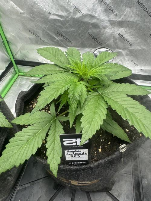 Purple Lemonade RF3. Week 2