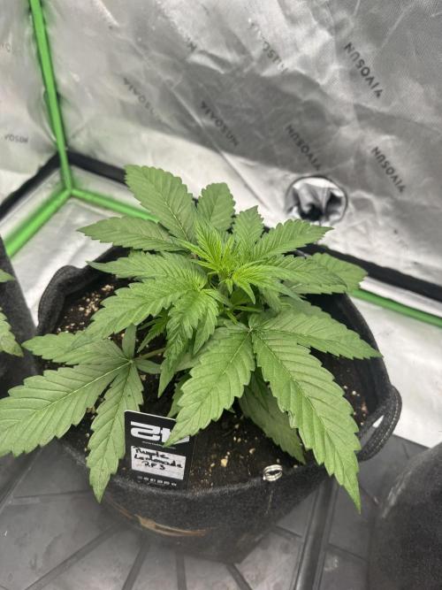 Purple Lemonade RF3. Week 2