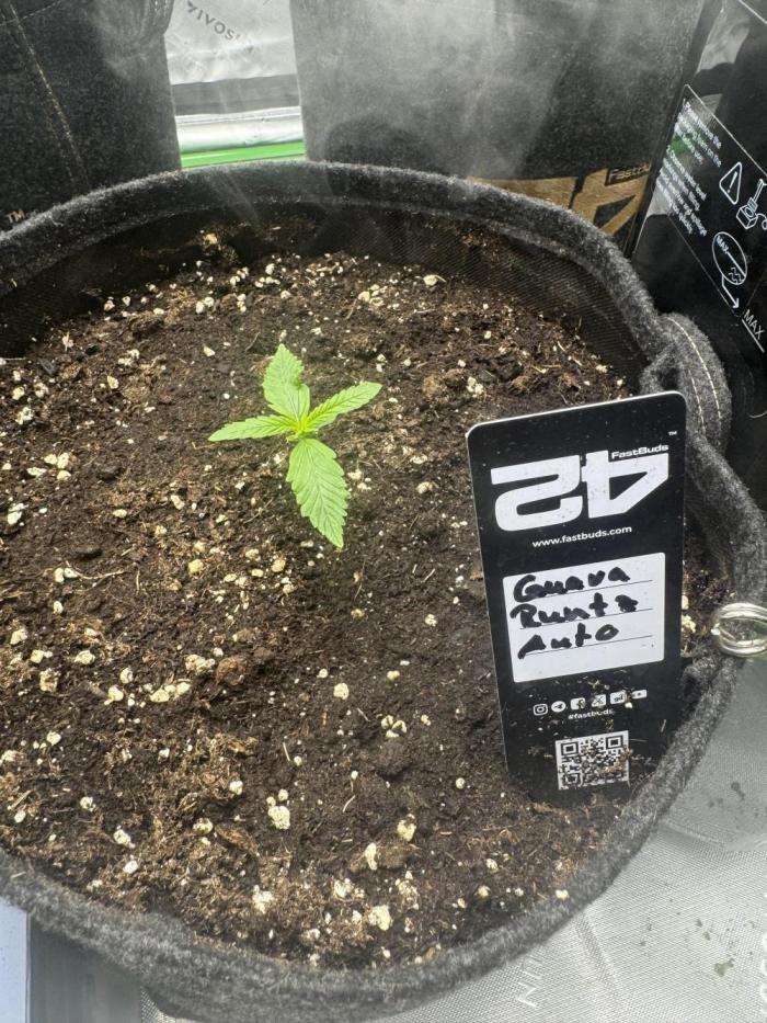Guava Runtz. Week 1