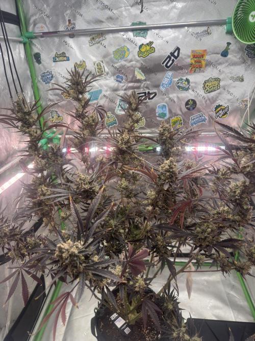 Guava RF3 🍈. Week 12