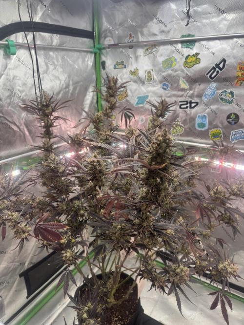 Guava RF3 🍈. Week 12