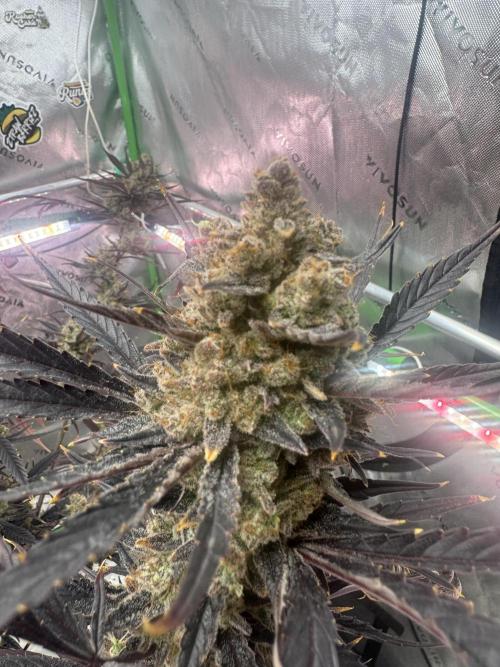 Guava RF3 🍈. Week 12