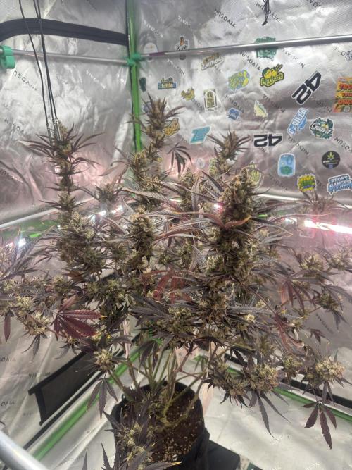 Guava RF3 🍈. Week 12