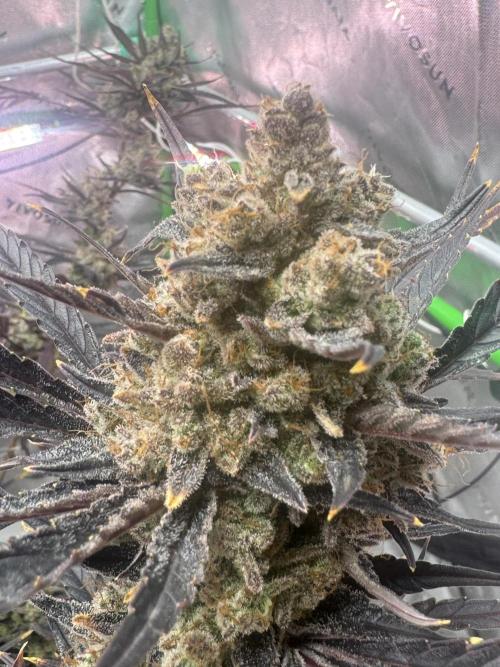 Guava RF3 🍈. Week 12