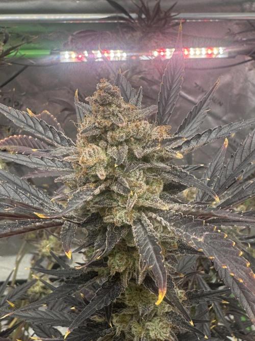 Guava RF3 🍈. Week 12