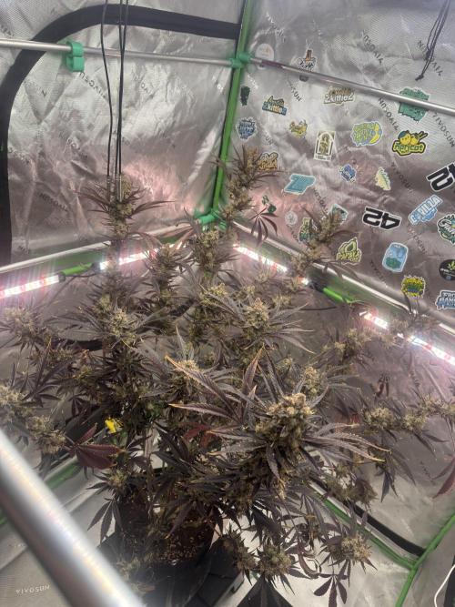Guava RF3 🍈. Week 12