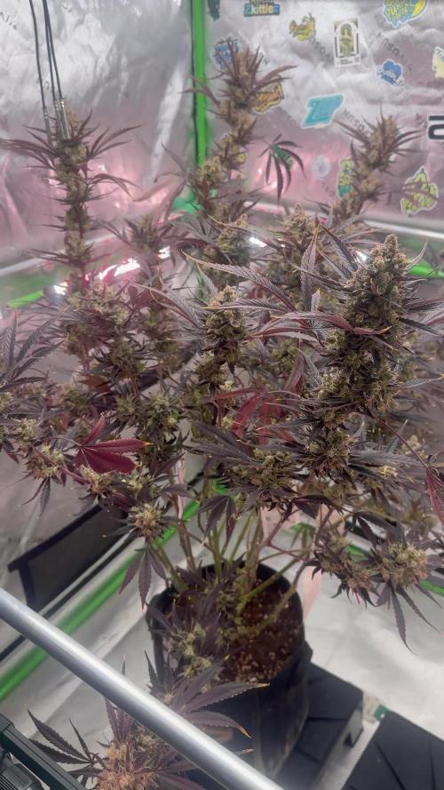Guava RF3 🍈