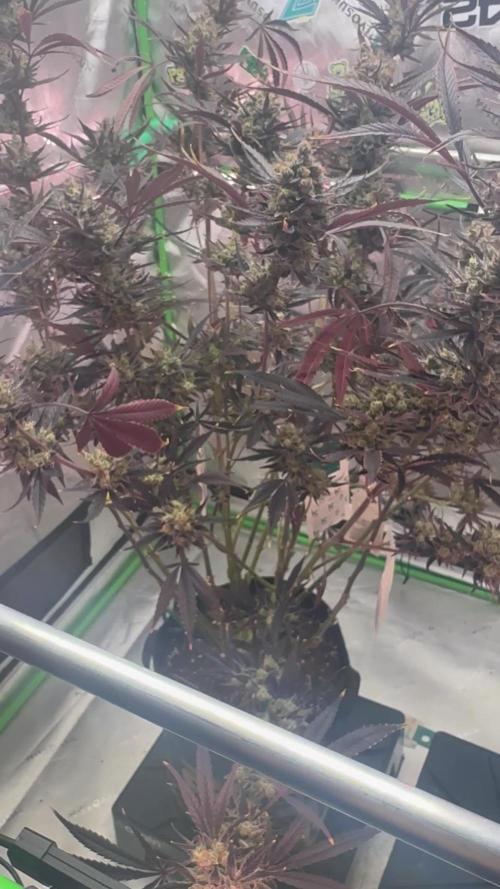 Guava RF3 🍈