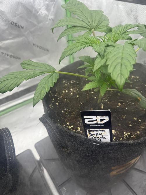 Banana Purple Punch RF3. Week 2