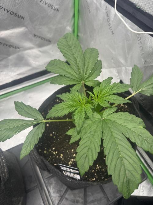 Banana Purple Punch RF3. Week 2