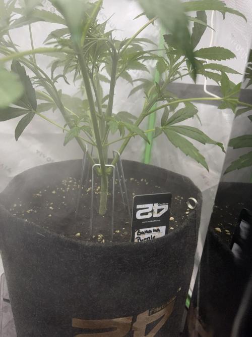 Banana Purple Punch RF3. Week 3