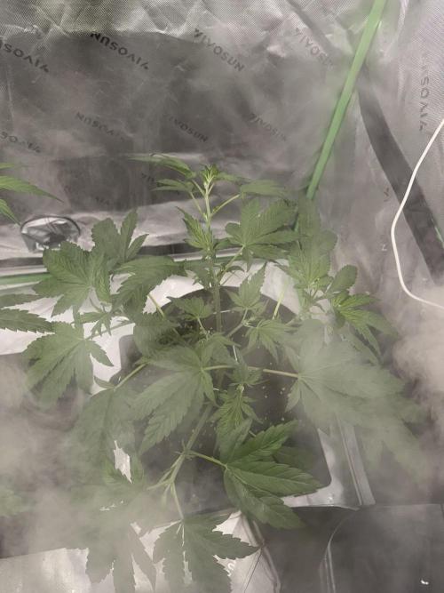 Banana Purple Punch RF3. Week 3