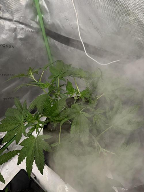 Banana Purple Punch RF3. Week 3
