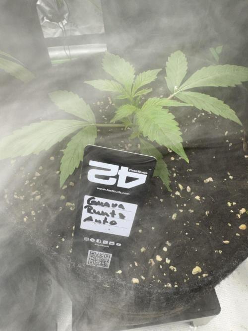 Guava Runtz. Week 2