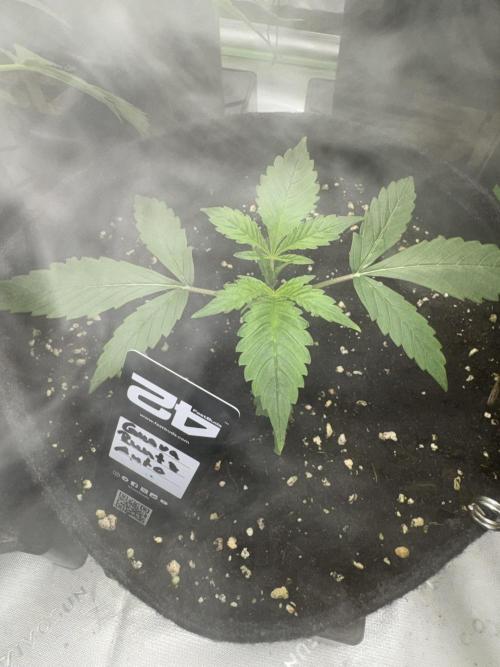 Guava Runtz. Week 2