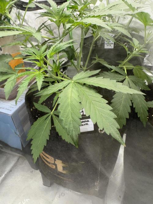 Banana Guava. Week 3