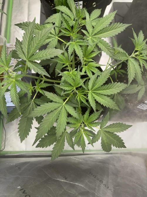 Banana Guava. Week 3