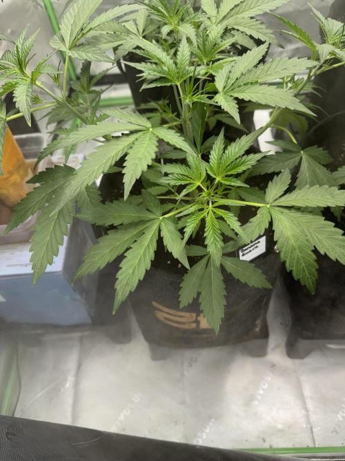 Banana Guava. Week 3