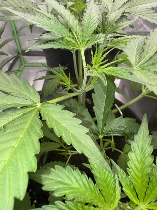 Banana Guava Auto. Week 3