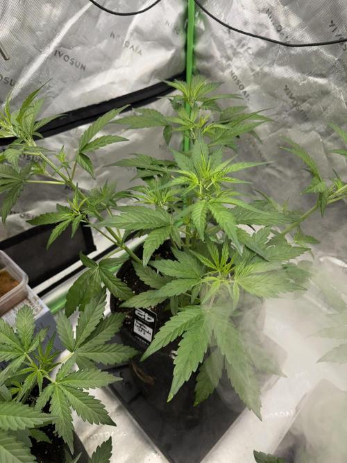 Purple Lemonade RF3. Week 3