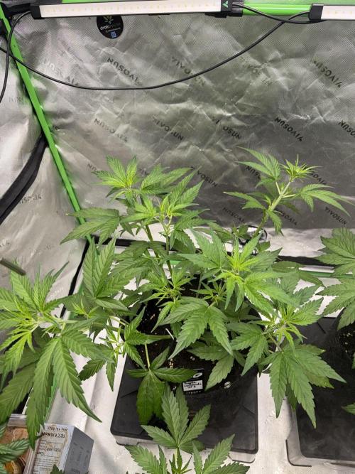 Purple Lemonade RF3. Week 3