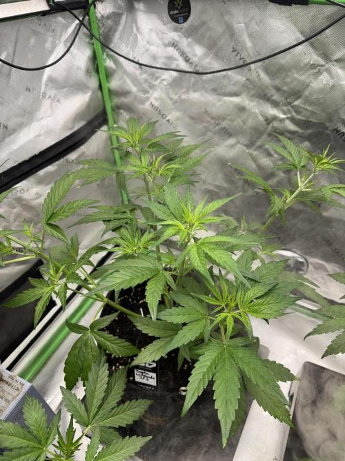 Purple Lemonade RF3. Week 3