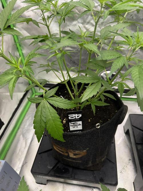 Purple Lemonade Auto RF3. Week 3