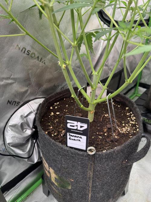 Banana Guava. Week 4