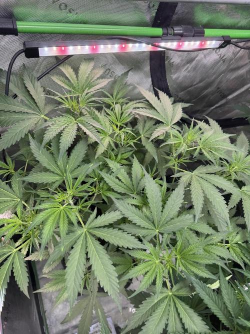 Banana Guava. Week 4