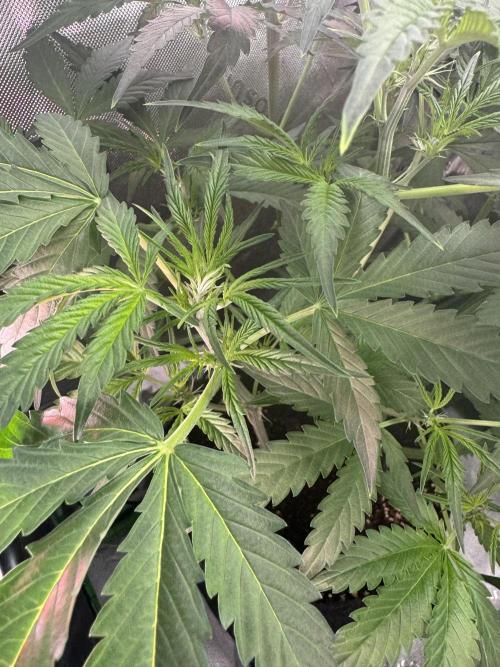 Banana Guava. Week 4