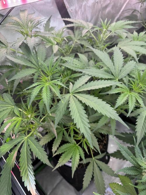 Banana Guava Auto. Week 4