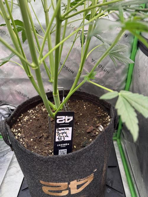 Banana Purple Punch RF3. Week 4