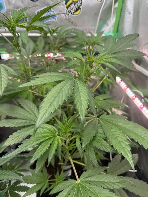 Banana Purple Punch RF3. Week 4