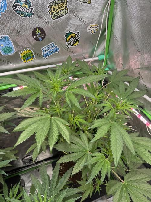 Banana Purple Punch RF3. Week 4