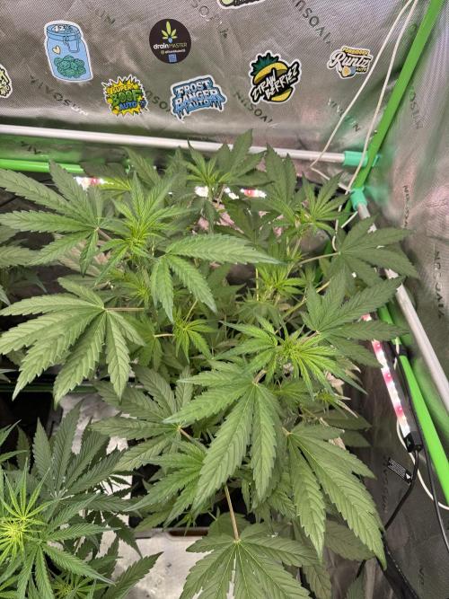 Banana Purple Punch RF3. Week 4