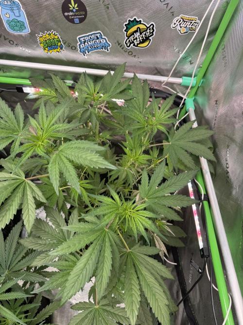 Banana Purple Punch RF3. Week 4