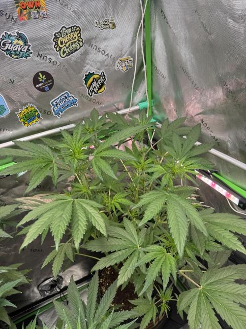 Banana Purple Punch RF3. Week 4