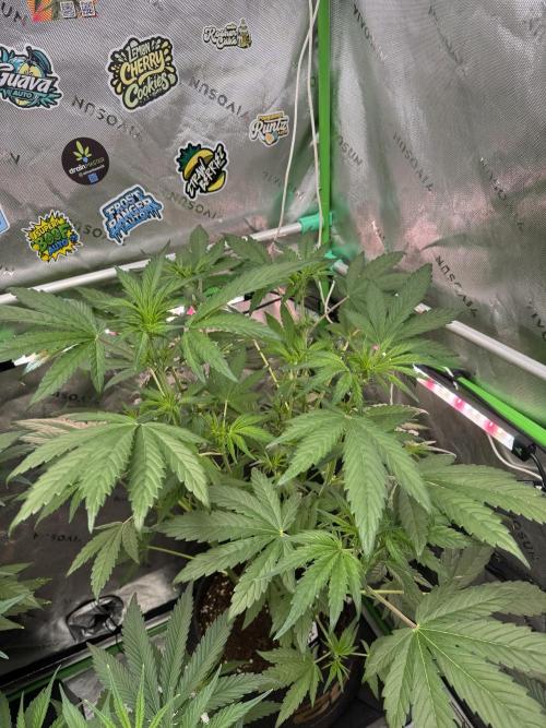 Banana Purple Punch Auto RF3. Week 4