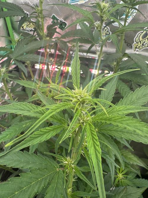 Purple Lemonade RF3. Week 4
