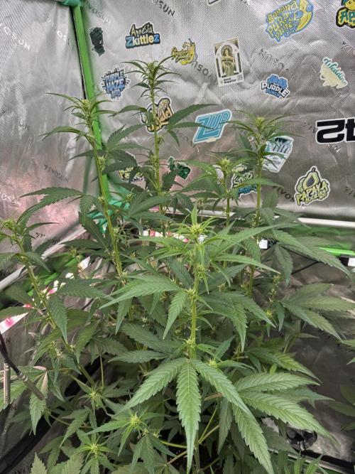 Purple Lemonade RF3. Week 4