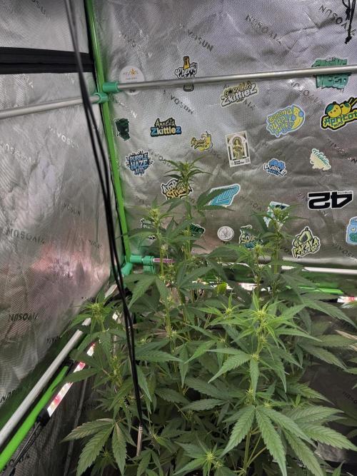 Purple Lemonade RF3. Week 4