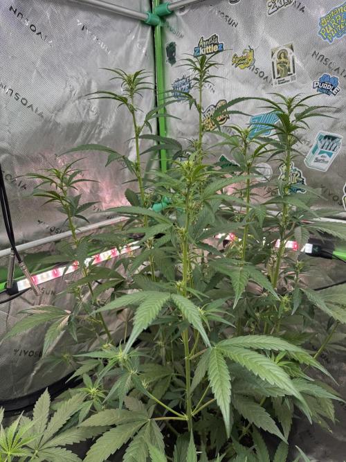 Purple Lemonade RF3. Week 4